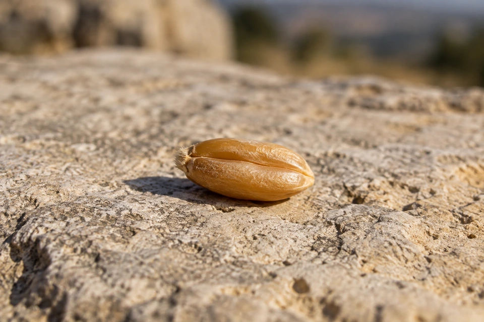 A single intact golden wheat kernel rests on a pale stone in sunlight.
