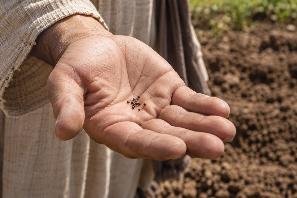 A person's open palm holds several tiny dark seeds.